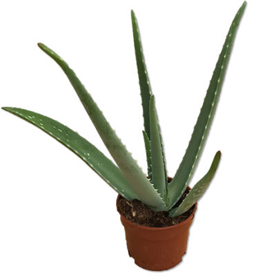 Aloe vera 4,90€